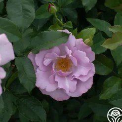 Heirloom Roses Blueberry Hill