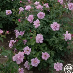 Heirloom Roses Blueberry Hill