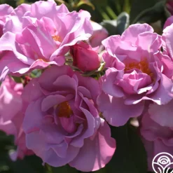 Heirloom Roses Blueberry Hill