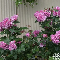 Heirloom Roses Blueberry Hill