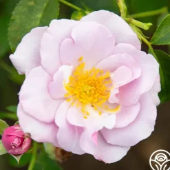 Heirloom Roses Blueberry Hill
