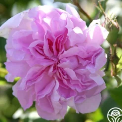 Heirloom Roses Blush Damask Best