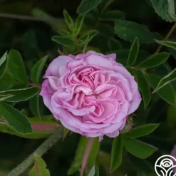 Heirloom Roses Blush Damask Best