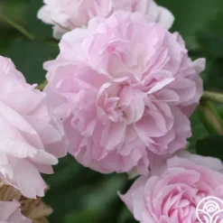 Heirloom Roses Blush Damask Best