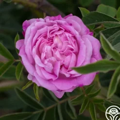 Heirloom Roses Blush Damask Best