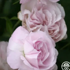 Heirloom Roses Blush Damask Best