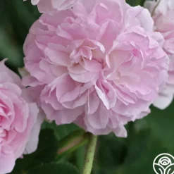 Heirloom Roses Blush Damask Best