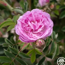 Heirloom Roses Blush Damask Best