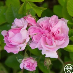 Heirloom Roses Blush Hip Outlet