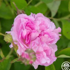 Heirloom Roses Blush Hip Outlet