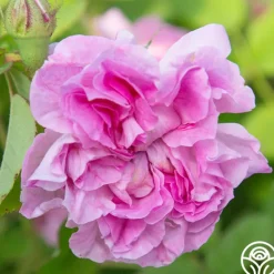 Heirloom Roses Blush Hip Outlet