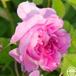 Heirloom Roses Blush Hip Outlet
