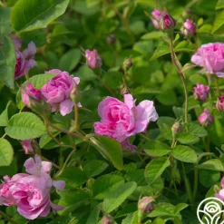 Heirloom Roses Blush Hip Outlet