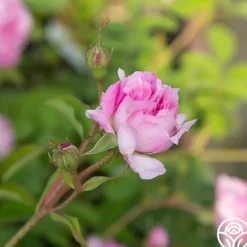 Heirloom Roses Blush Hip Outlet