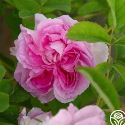 Heirloom Roses Blush Hip Outlet