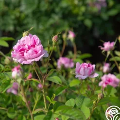 Heirloom Roses Blush Hip Outlet