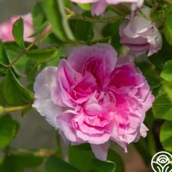 Heirloom Roses Blush Hip Outlet