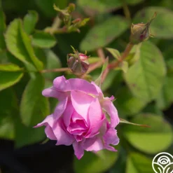 Heirloom Roses Blush Hip Outlet