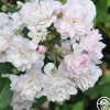 Heirloom Roses Blush Noisette Online