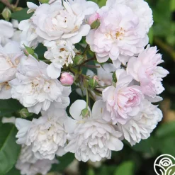 Heirloom Roses Blush Noisette Online
