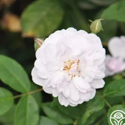 Heirloom Roses Blush Noisette Online