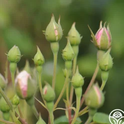 Heirloom Roses Blush Noisette Online