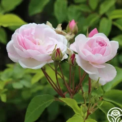 Heirloom Roses Blush Noisette Online