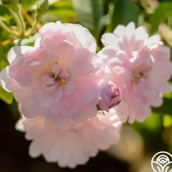 Heirloom Roses Blush Noisette Online