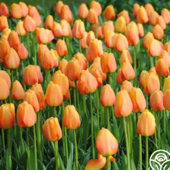 Heirloom Roses Blushing Apeldoorn ® Clearance