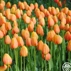 Heirloom Roses Blushing Apeldoorn ® Clearance