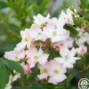 Heirloom Roses Blushing Dogwood Sale