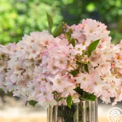 Heirloom Roses Blushing Dogwood Sale