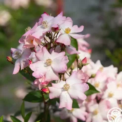 Heirloom Roses Blushing Dogwood Sale