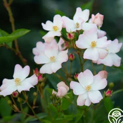 Heirloom Roses Blushing Dogwood Sale