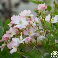 Heirloom Roses Blushing Dogwood Sale
