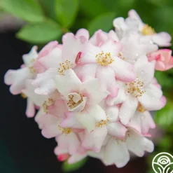 Heirloom Roses Blushing Dogwood Sale
