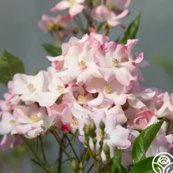 Heirloom Roses Blushing Dogwood Sale