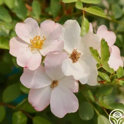 Heirloom Roses Blushing Dogwood Sale
