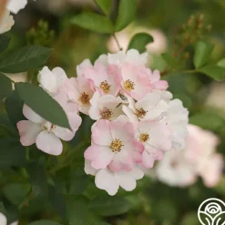 Heirloom Roses Blushing Dogwood Sale