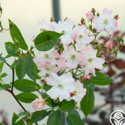 Heirloom Roses Blushing Dogwood Sale