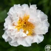Heirloom Roses Blushing Princess Best