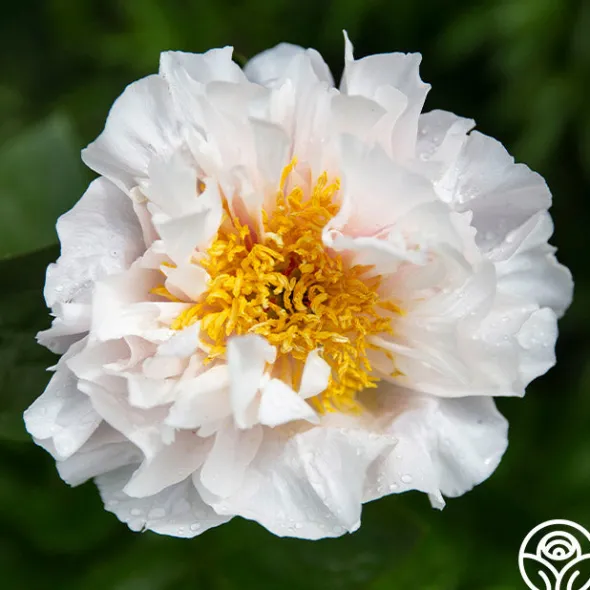 Heirloom Roses Blushing Princess Best