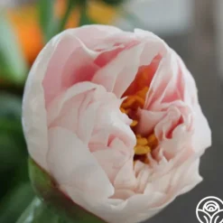 Heirloom Roses Blushing Princess Best