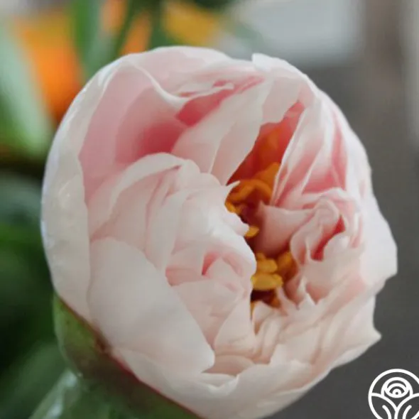 Heirloom Roses Blushing Princess Best