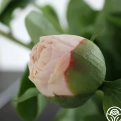 Heirloom Roses Blushing Princess Best