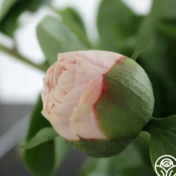 Heirloom Roses Blushing Princess Best