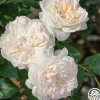 Heirloom Roses Bolero™ Discount