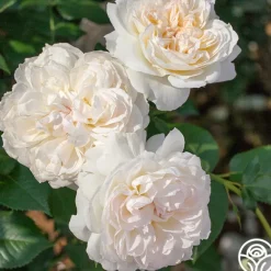 Heirloom Roses Bolero™ Discount
