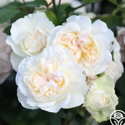 Heirloom Roses Bolero™ Discount