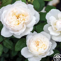 Heirloom Roses Bolero™ Discount